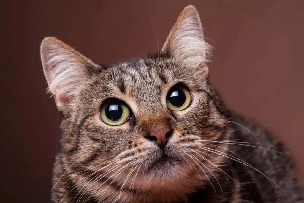 A tabby cat is staring at the camera.