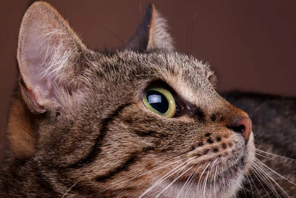 A close up of a tabby cat with green eyes.