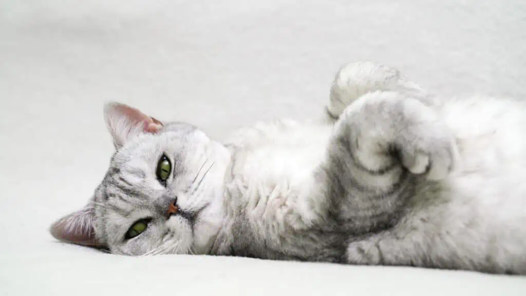 A gray cat laying down on a white background.