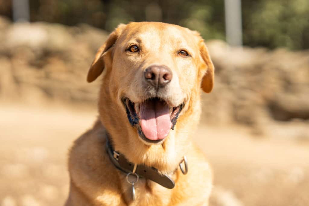 A yellow labrador dog is standing in a field.