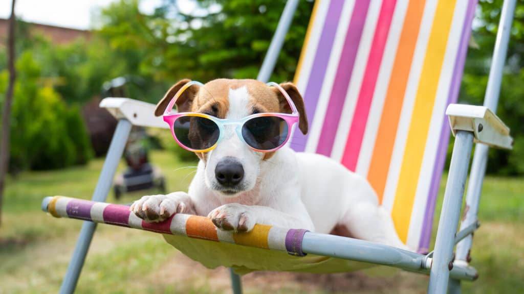 Jack russell terrier dog in sunglasses is resting on a sun lounger. Summer vacation concept