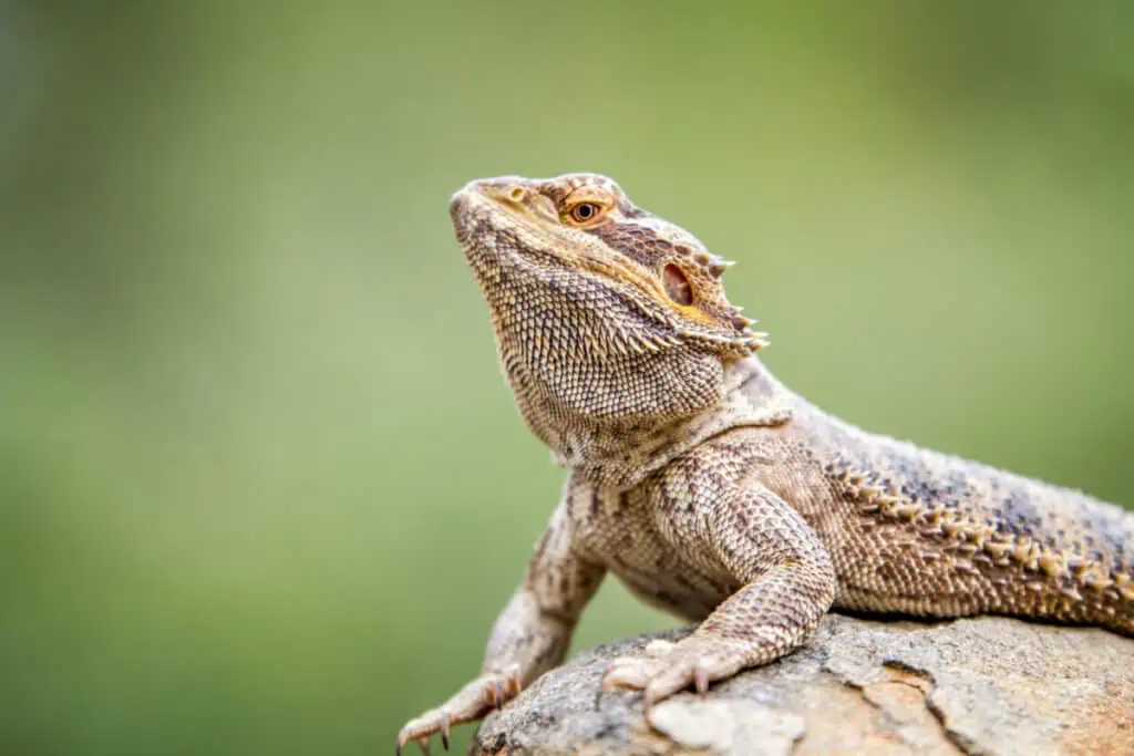 Bearded dragon on a rock, South Africa.