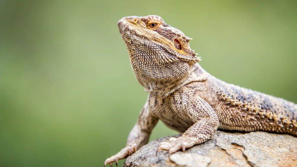 Bearded dragon on a rock, South Africa.