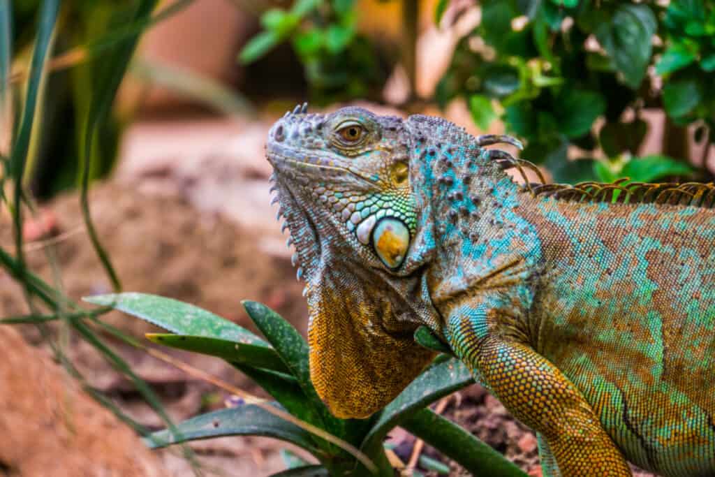 The face of a colorful iguana in closeup, popular tropical reptile pet from America