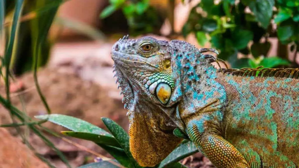 The face of a colorful iguana in closeup, popular tropical reptile pet from America