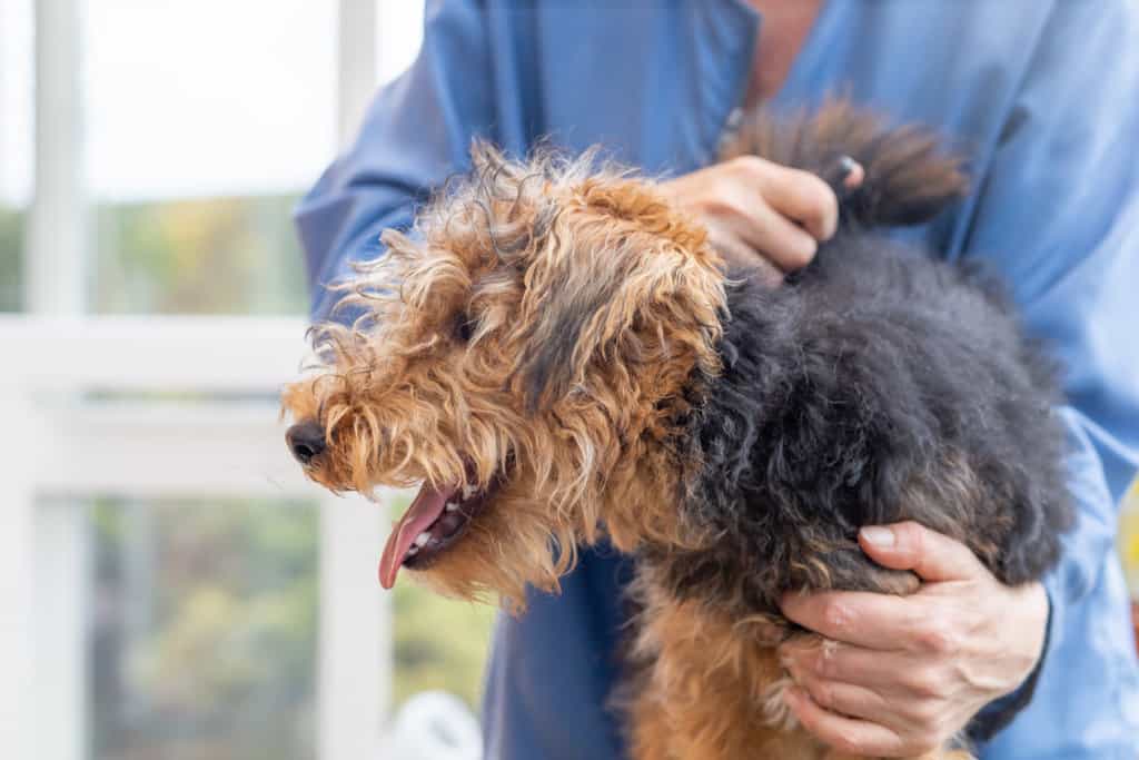 A dog being held by a person in a blue shirt.