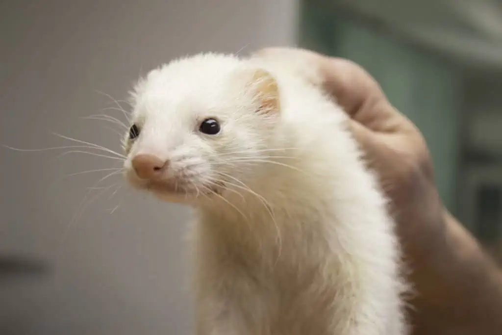 Portrait of a ferret. Veterinary catches by the neck.