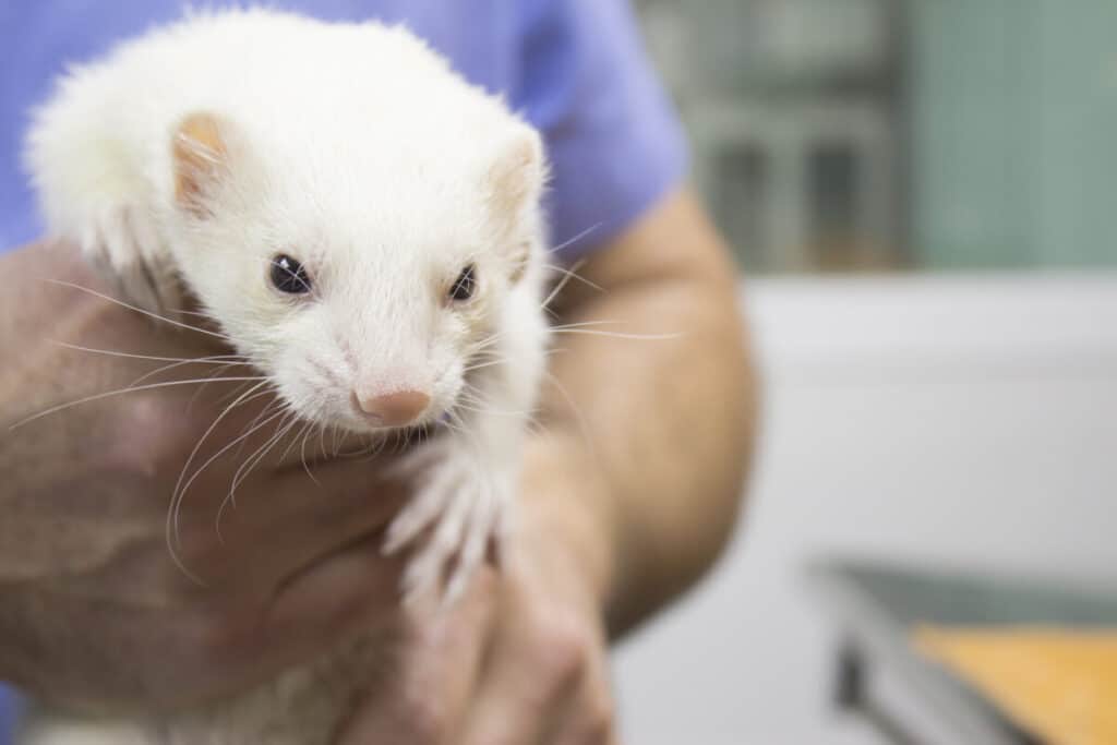 Profile portrait of a ferret. Vet gets into the body.