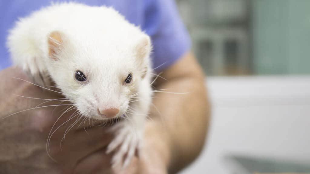 Profile portrait of a ferret. Vet gets into the body.