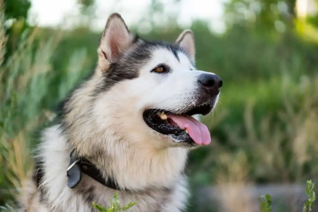 A siberian husky dog is sitting in the grass.