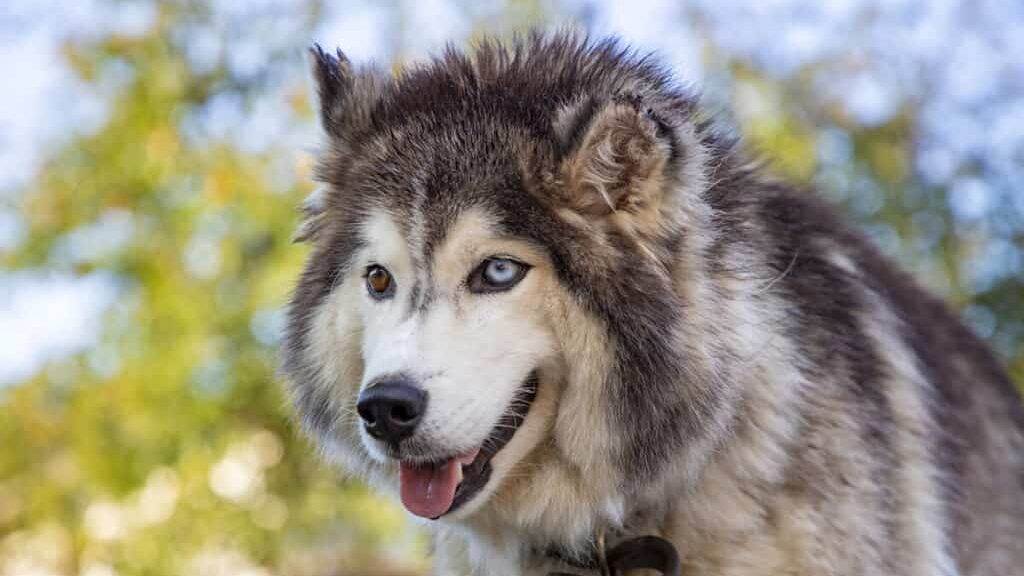 Portrait of a big siberian husky with different colored eyes