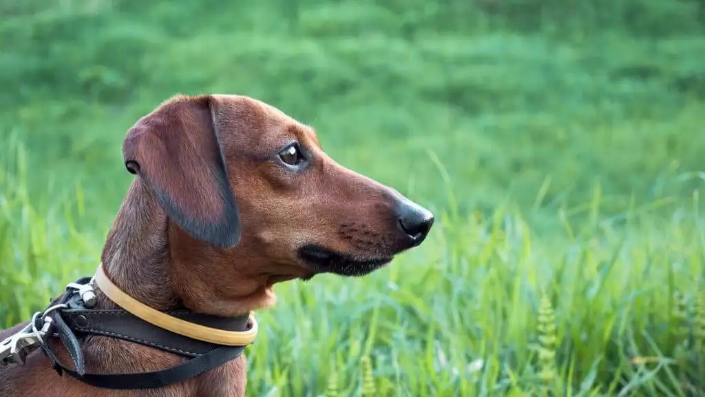 A brown dachshund dog is standing in a grassy field.
