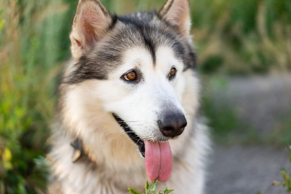 497+ Husky Names (Best 2024 Picks For Your Pup!)