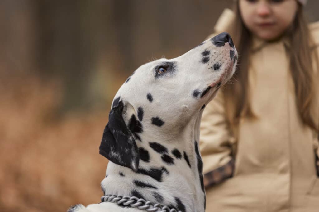 Dalmatian breed dog close-up in the autumn forest