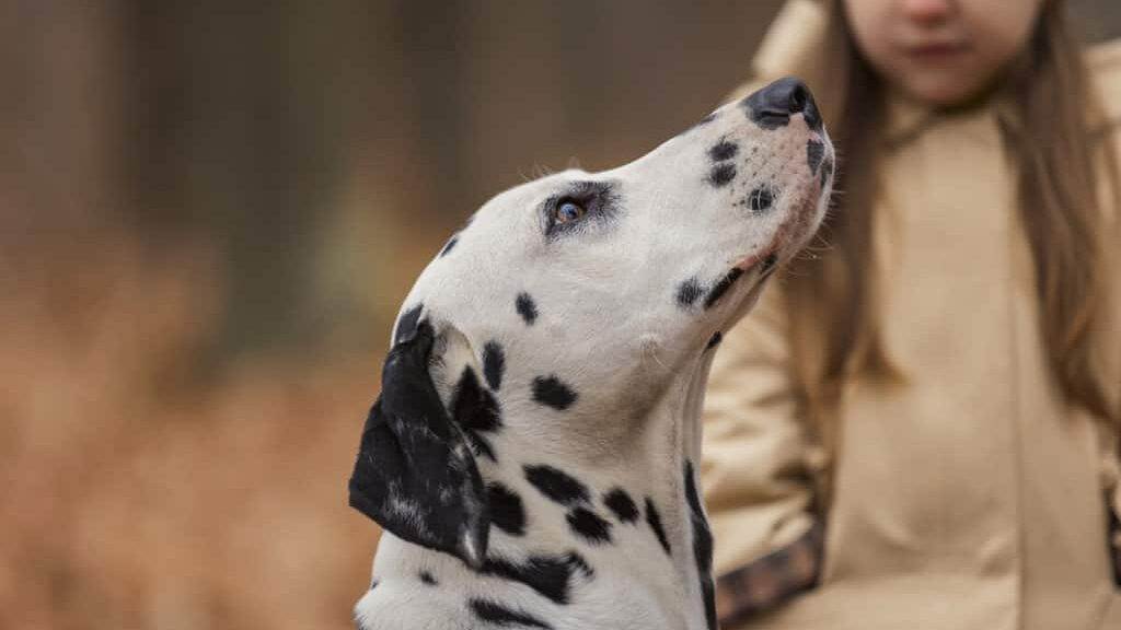 Dalmatian breed dog close-up in the autumn forest