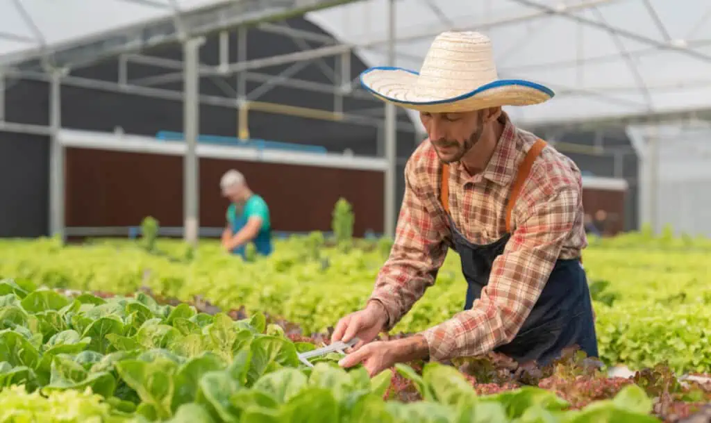 A man in a hat is picking lettuce in a greenhouse.
