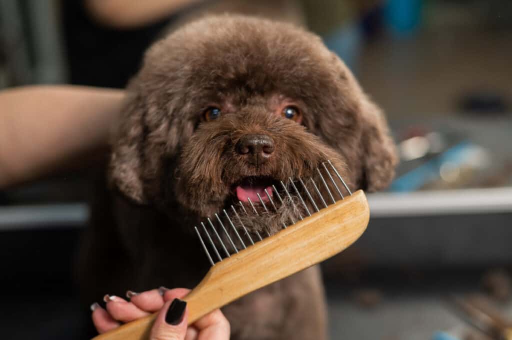 Woman combing a small dog with scissors in a grooming salon