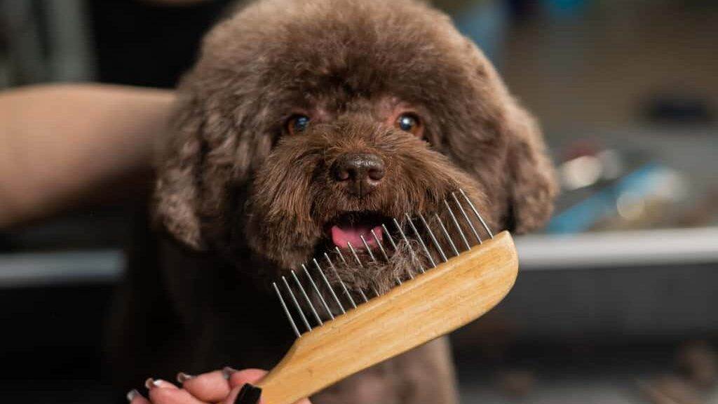 Woman combing a small dog with scissors in a grooming salon