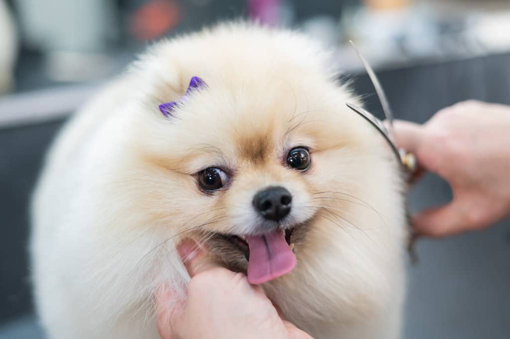 Business name ideas dog grooming