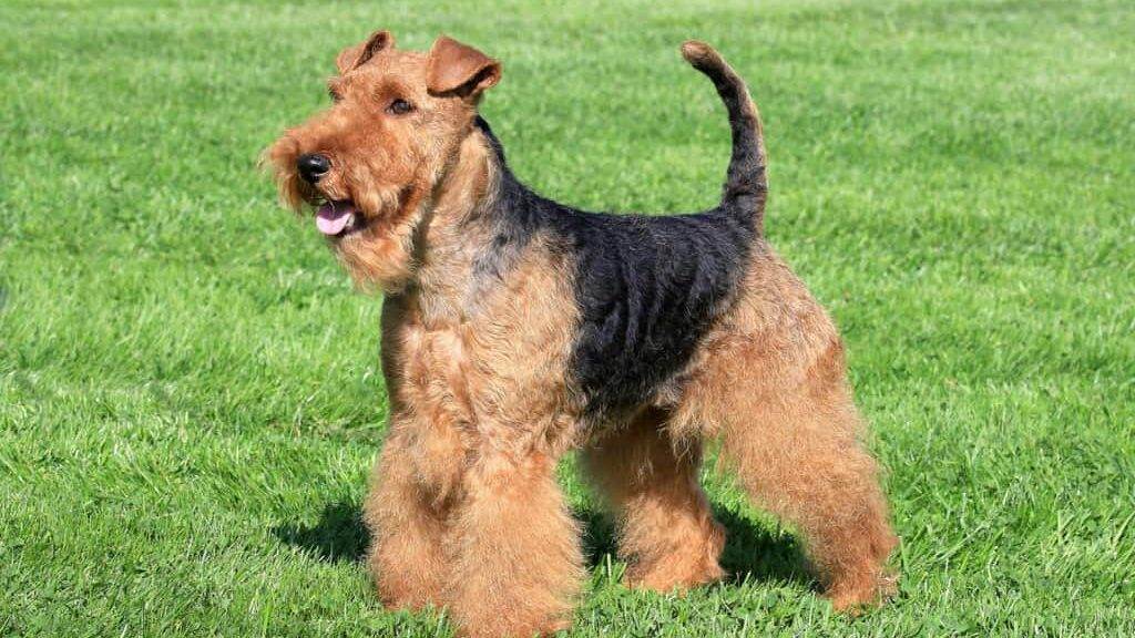 Welsh Terrier in a summer garden