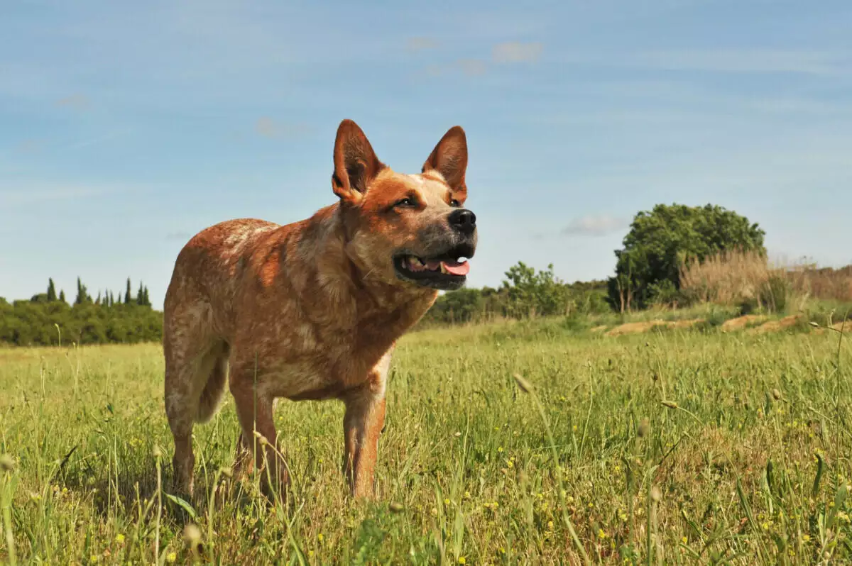 A brown dog standing in a field.