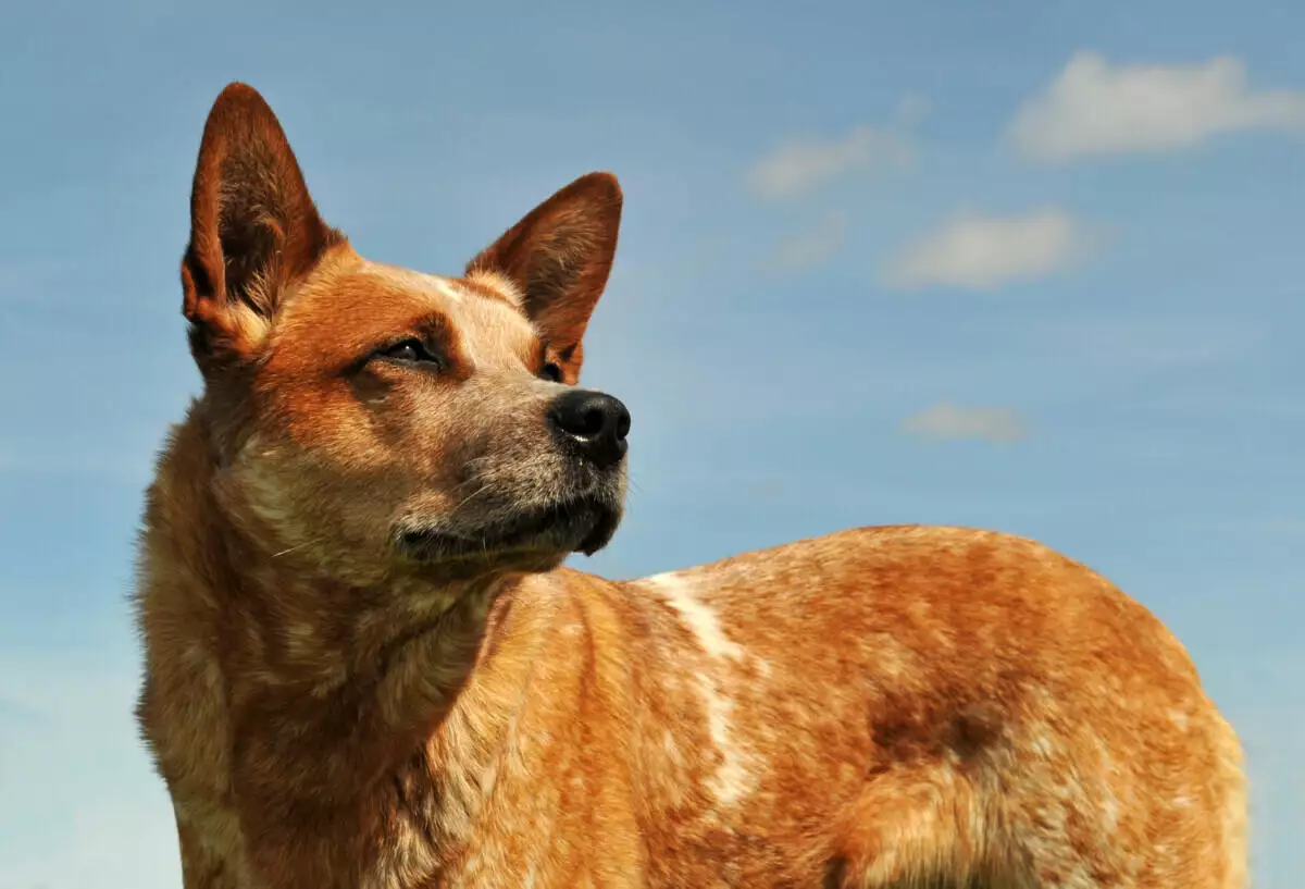A red Australian cattle dog is standing in a field with a blue sky.