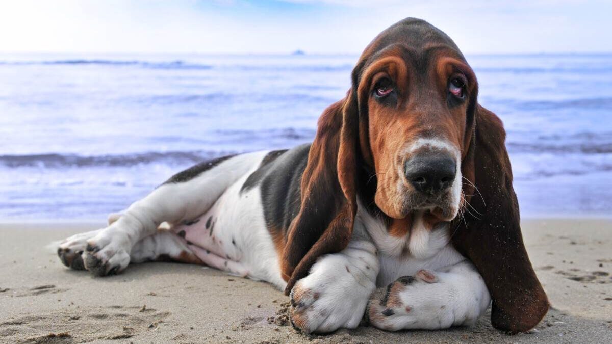 A basset hound dog laying on the beach.