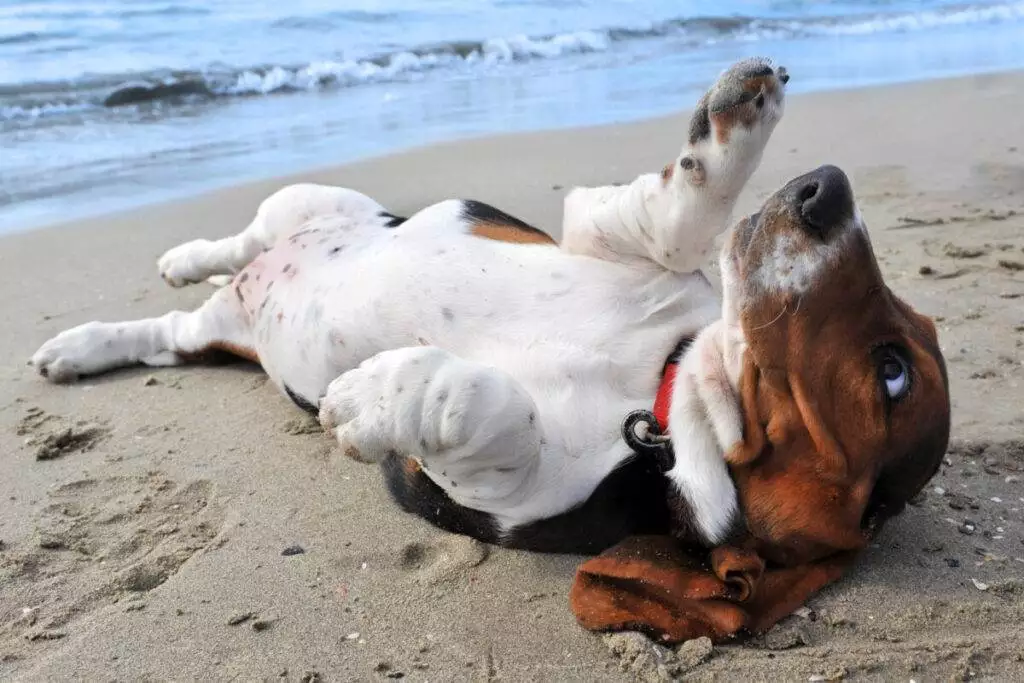 A beagle laying on its back on the beach.