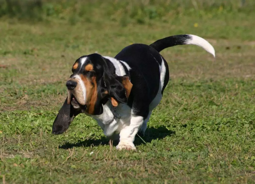 A basset hound dog running in a field.