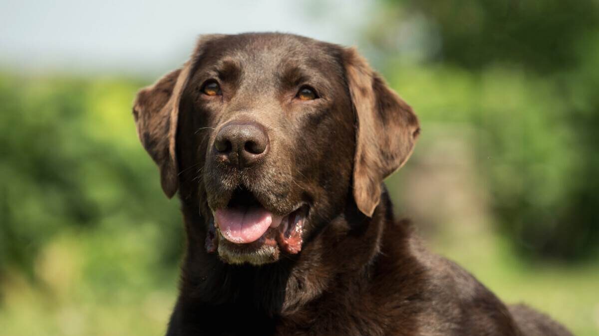 A chocolate labrador dog is sitting in the grass.