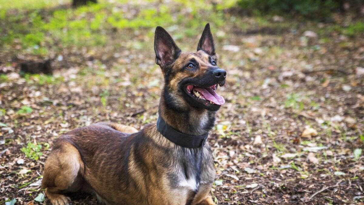 A belgian shepherd dog laying on the ground.