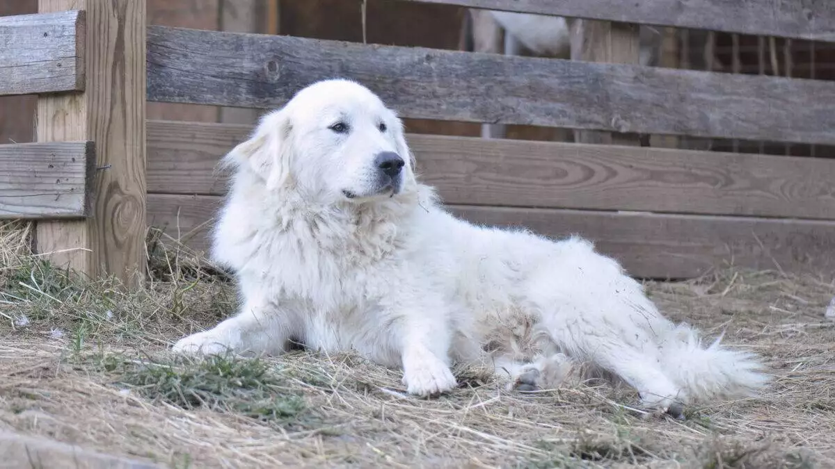 A white dog laying on the ground in front of a wooden fence.