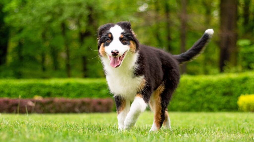 A black and white dog running in the grass.