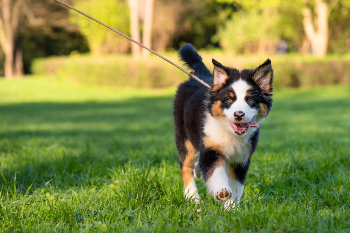 215 Australian Shepherd Names (BEST 2024 List) Blog Of Tom
