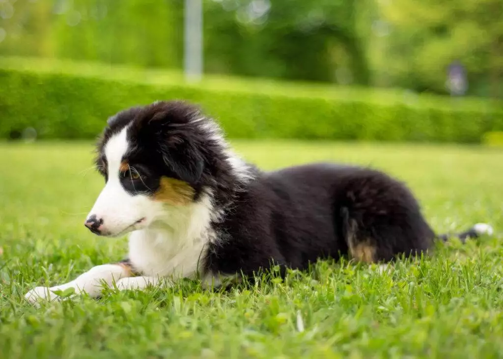 A black and white puppy laying on the grass.