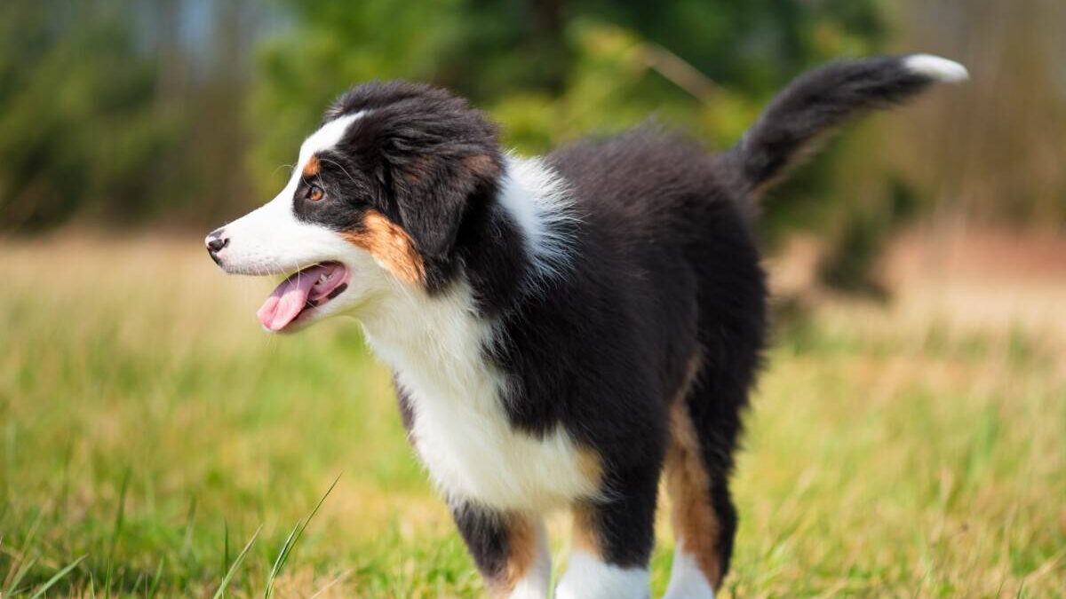 A small black and white dog standing in the grass.
