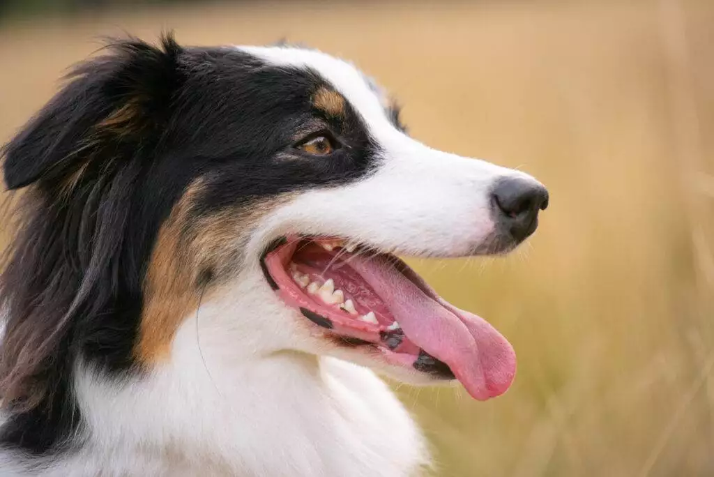 A dog is standing in a field with its tongue out.