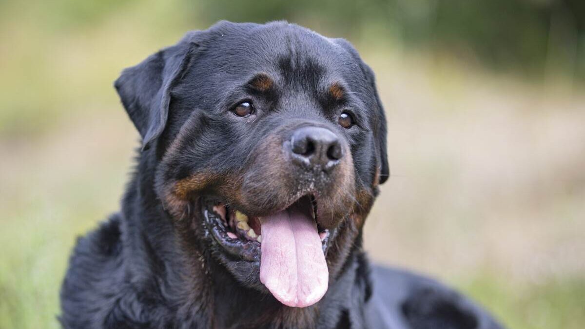 A black rottweiler dog is laying in the grass.