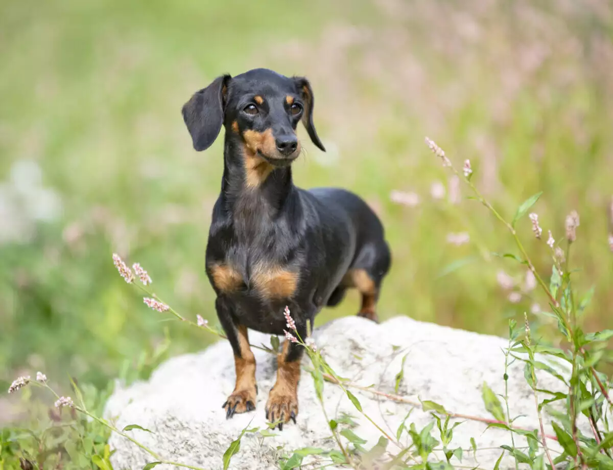 A black and tan dachshund standing on a rock.