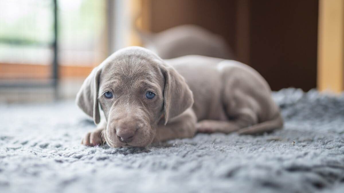 A grey puppy laying on a carpet in a room.