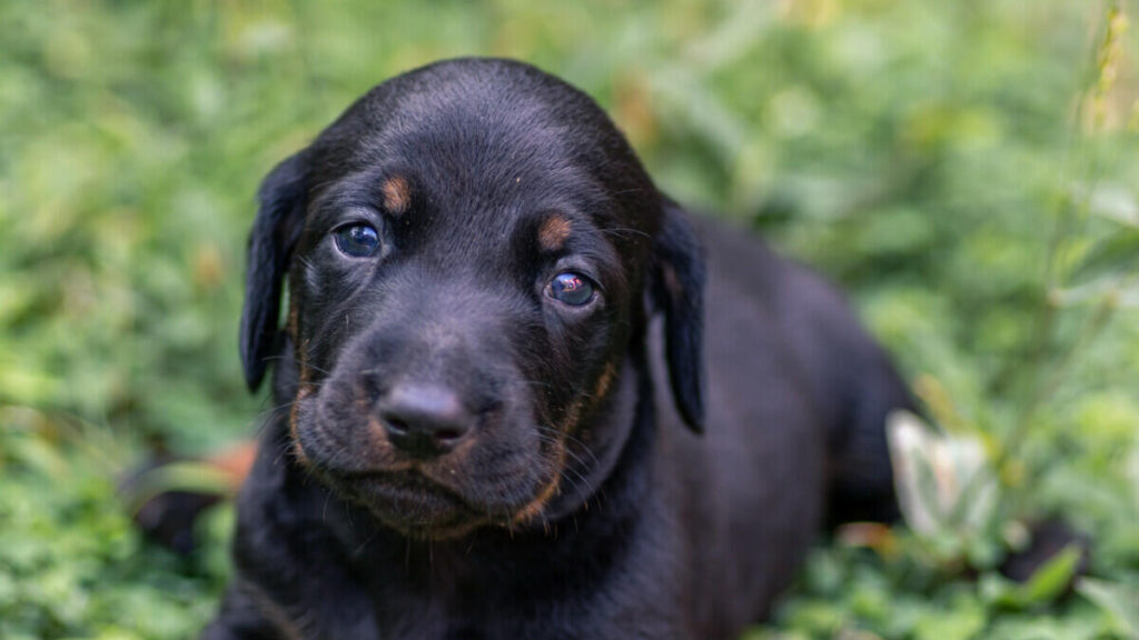A black and brown puppy laying in the grass.