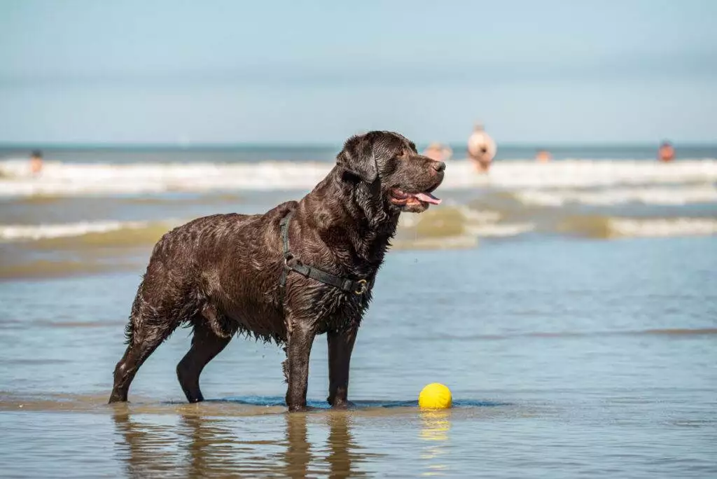A brown dog standing in the water with a yellow ball.
