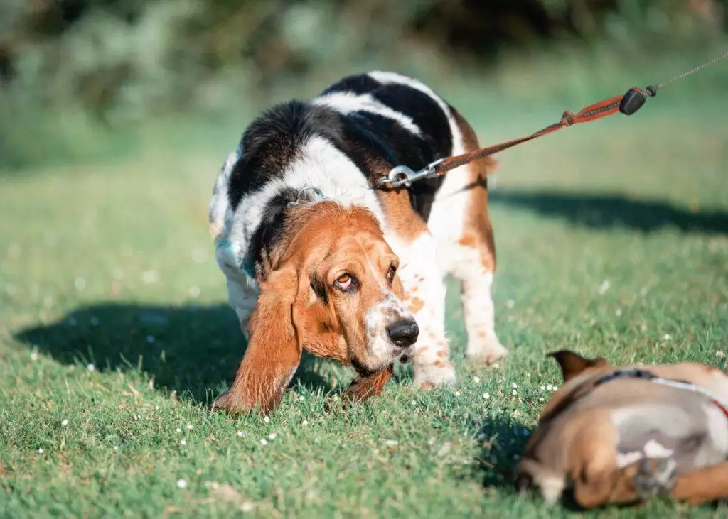 Two basset hounds on a leash in the grass.