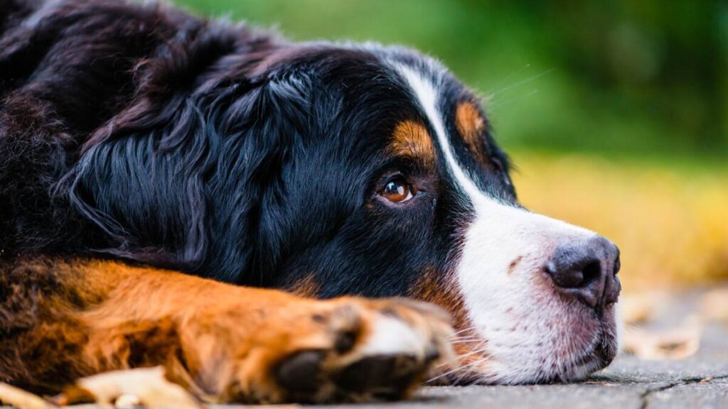 A bernese mountain dog laying on the ground.