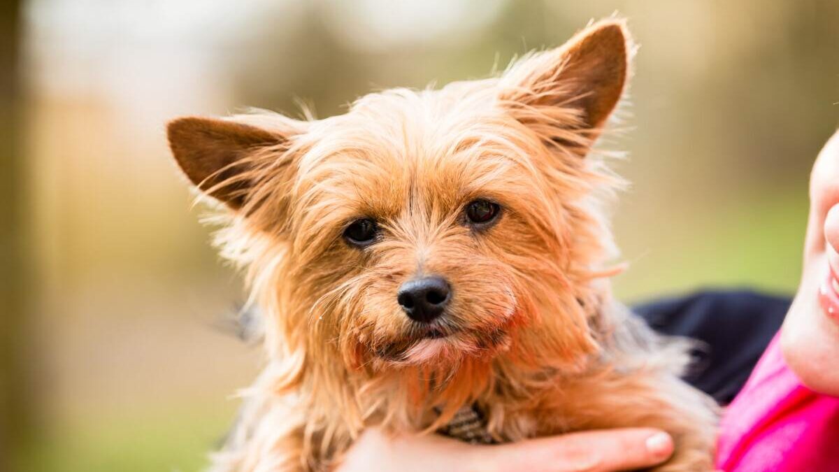 A woman is holding a small dog in her arms.