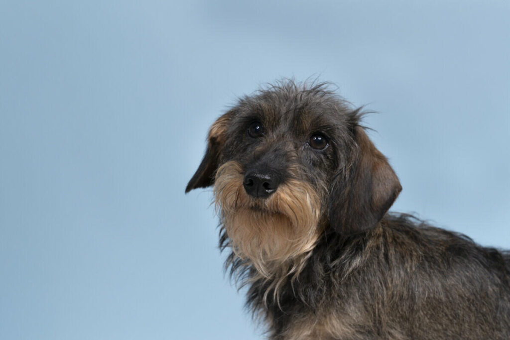 Dachshund dog standing in front of a blue background.