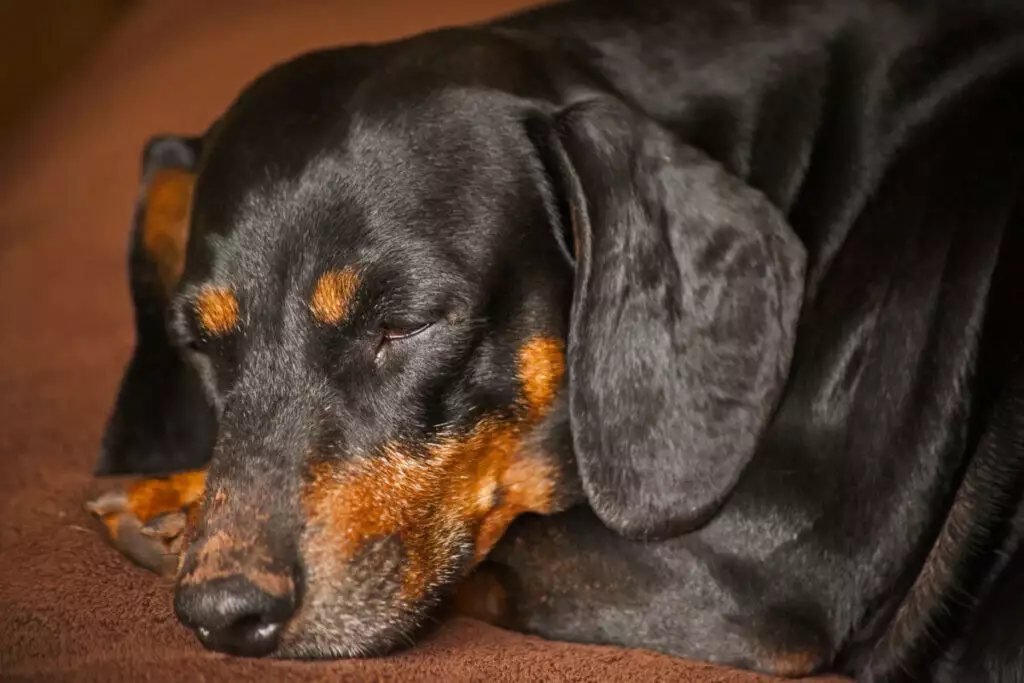A black and tan dachshund sleeping on a brown couch.