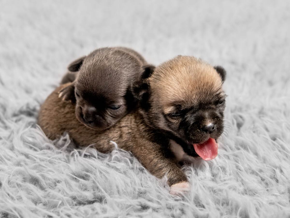 Two black and brown puppies laying on a gray carpet.