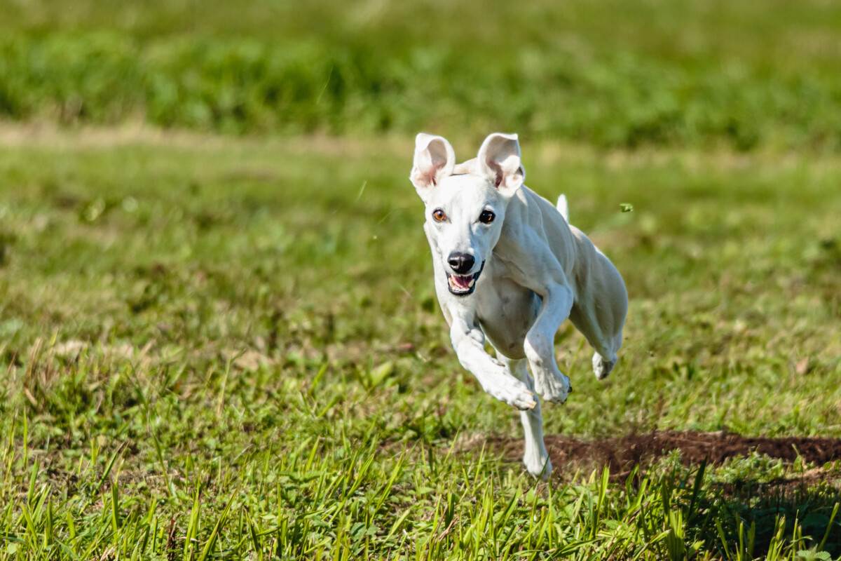 A white dog running in a field.