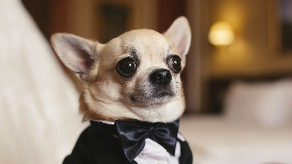 Chihuahua in a tuxedo.